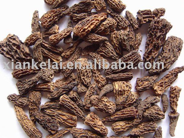 morchella