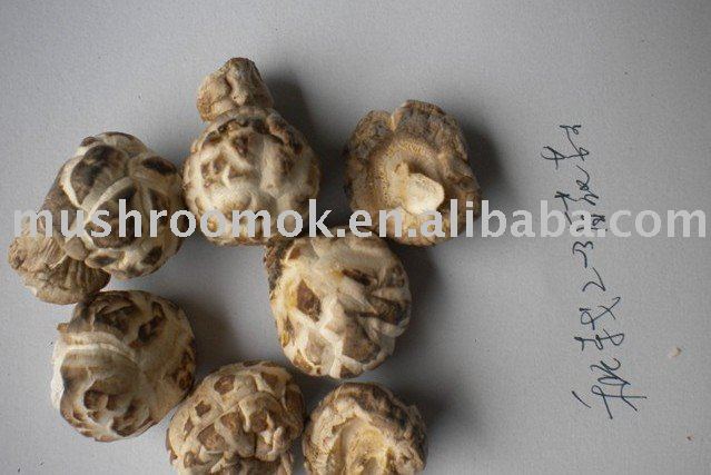 White flower mushroom(2-3cm)