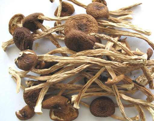 Tea-tree mushroom