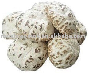 Super white flower mushroom