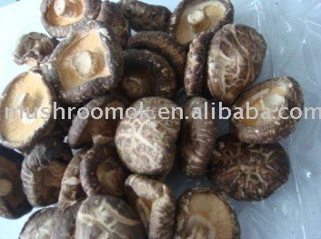 White flower mushroom