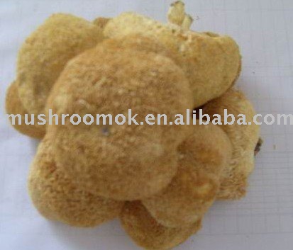  Monkey  Head  Mushroom 