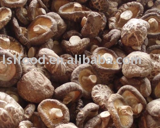 Organic tea flower mushroom grow in spring