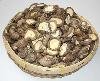 Shiitake Mushroom