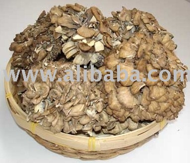 Maitake Mushroom