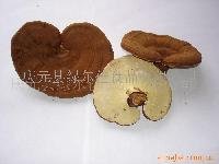 Reishi  Mushroom 