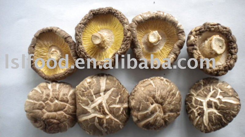 tea flower   mushroom  grow in raw wood