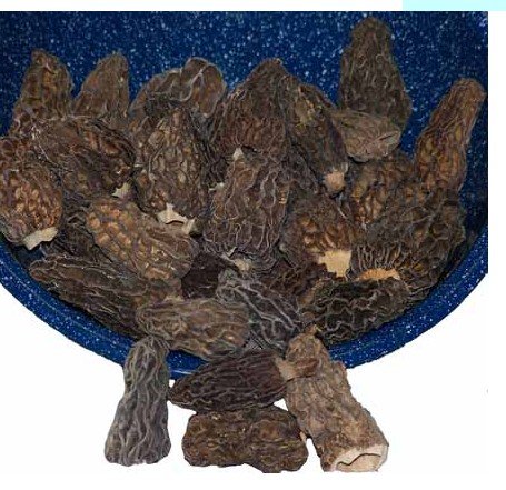 1oz.  Dried   Morel   Mushroom s