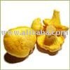  Dried   Yellow  Chanterelle  Mushroom 