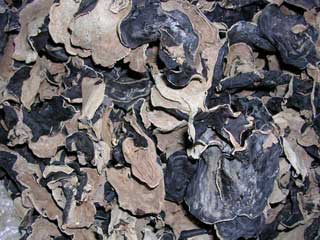 Black Fungus