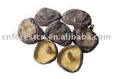 Log Thin Mushroom