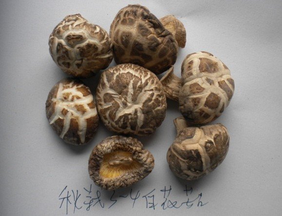 dried white flower mushroom(3-4cm)