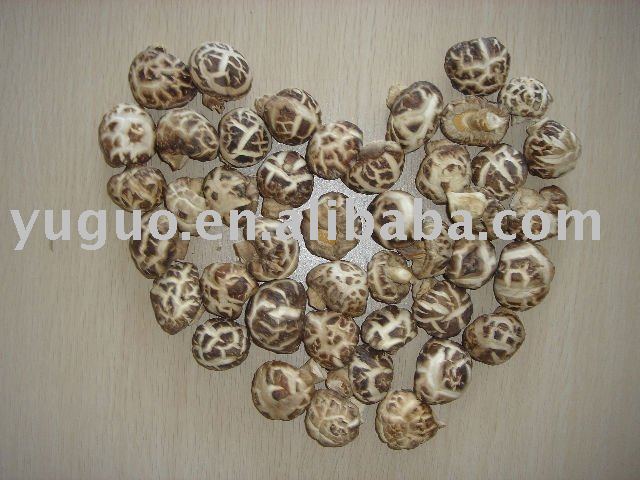 2010 NEW CROP DRIED WHITE FLOWER SHIITAKE MUSHROOM