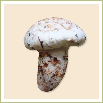 Dried Matsutake ( Pine )  Mushroom 