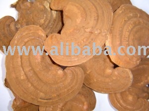 Ganoderma