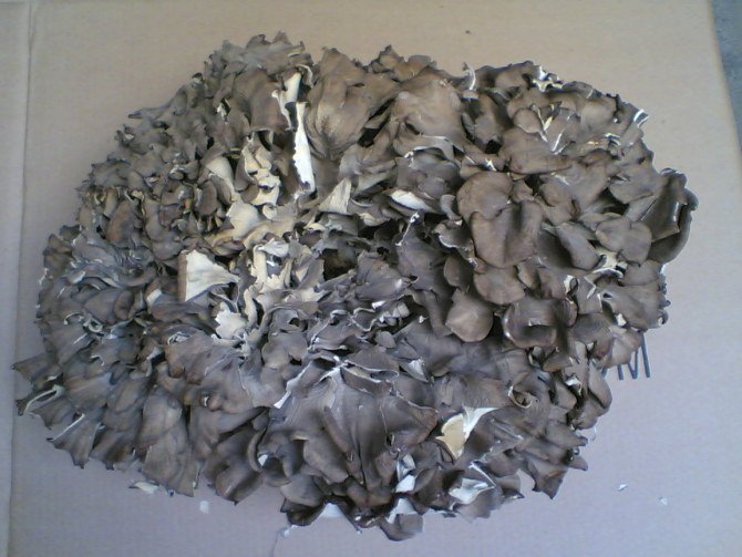  Organic   Grifola   Frondosa  Mushroom