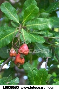 raw cashew nut