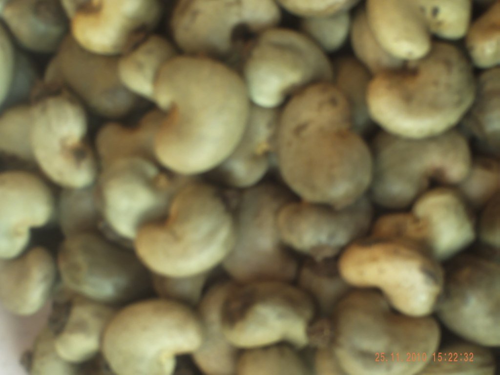RAW  DRY   CASHEW  NUT