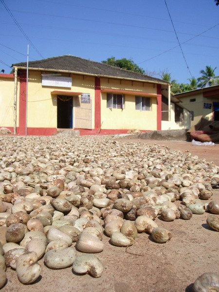 Cashew Nuts