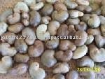 Raw Cashew Nuts With Shell