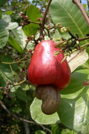 Quality Cashew Fruit for sale,Cameroon price supplier - 21food