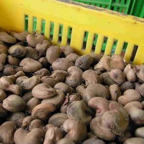 Raw cashew nuts available
