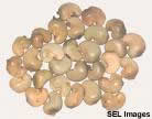 Sun Dried Cashew Nuts in Shell