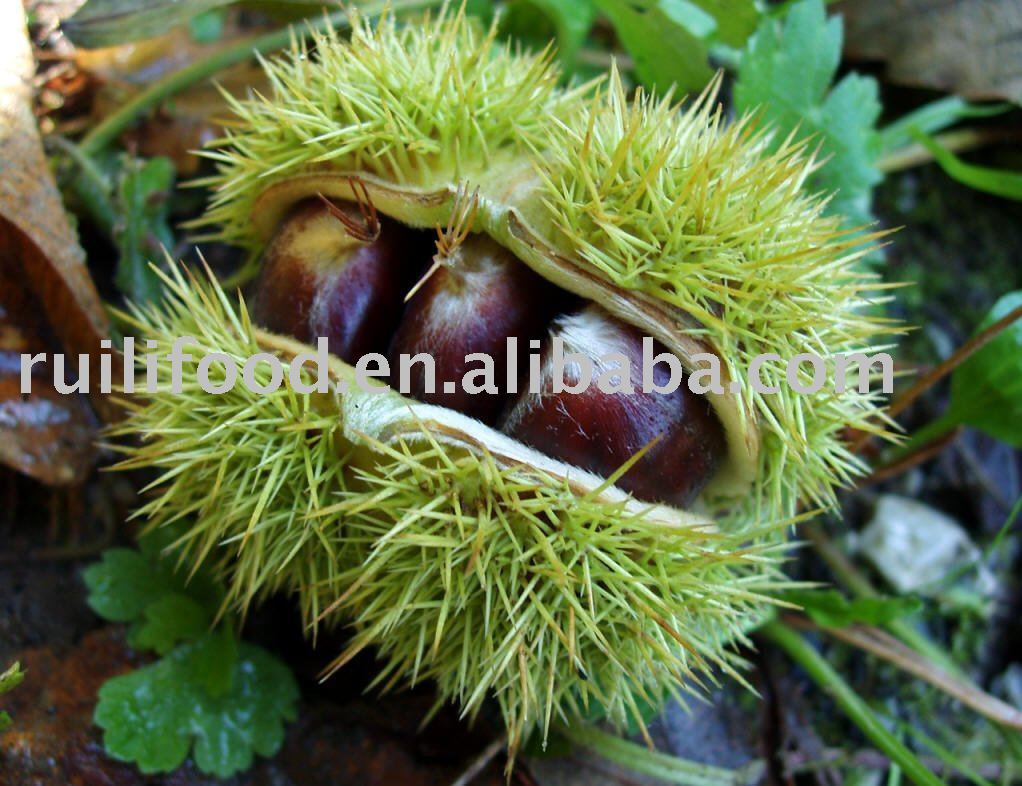 dunstan chestnut