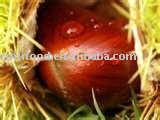 sweet chestnut , fresh chestnut , dried chinese chestnut