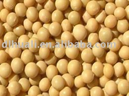 soybean(2010 crop, Jilin Origin)