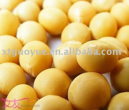 soybean
