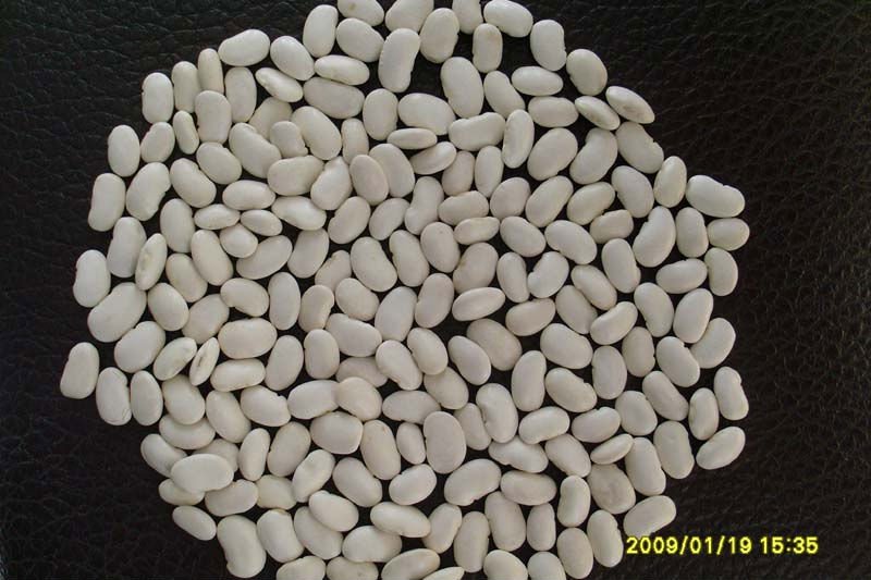 Large White Kidney Beans