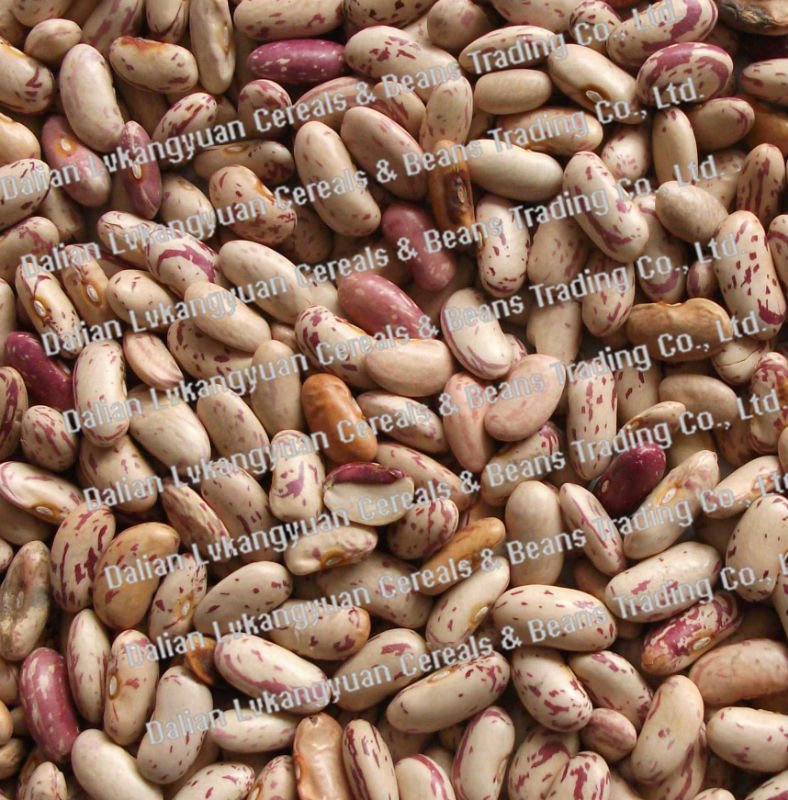Organic Light speckled kidney beans 2010 crops (92)