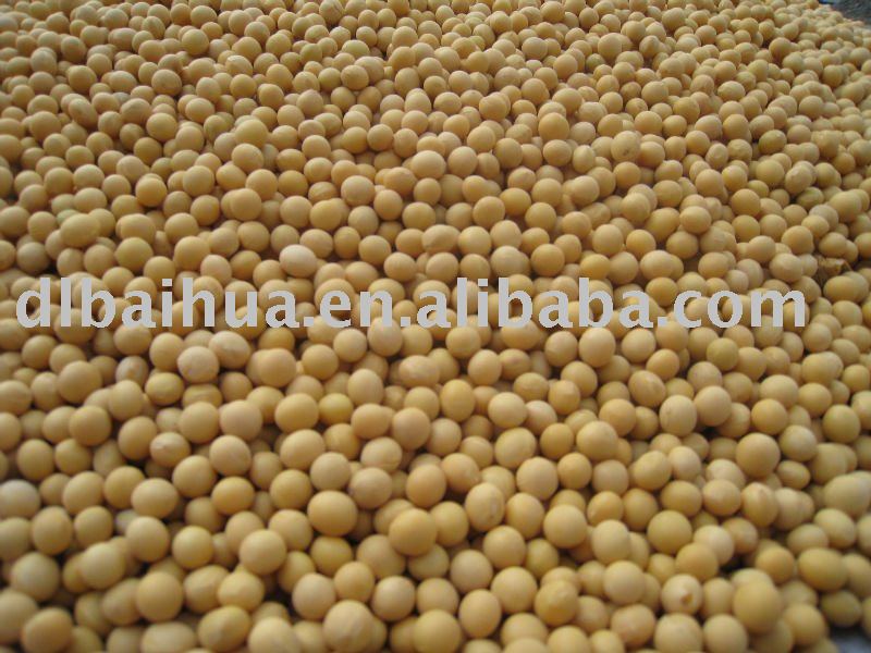 soyabean