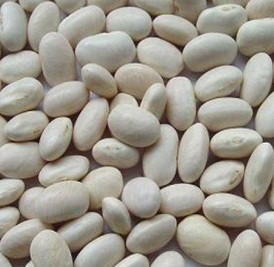 middle  white Kidney Beans 220-240/100g