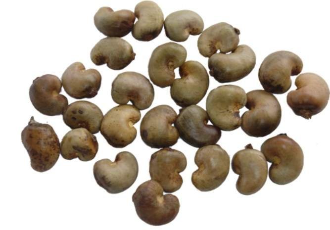 Selling Raw Cashew nut Cheap Price