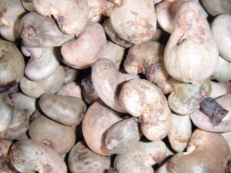 Selling  Raw   Cashew   nut 