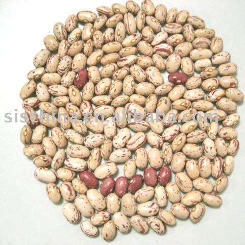 Light Speckled Kidney Beans Oval Shape