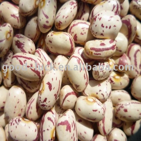 American Round Light Speckled Kidney Bean