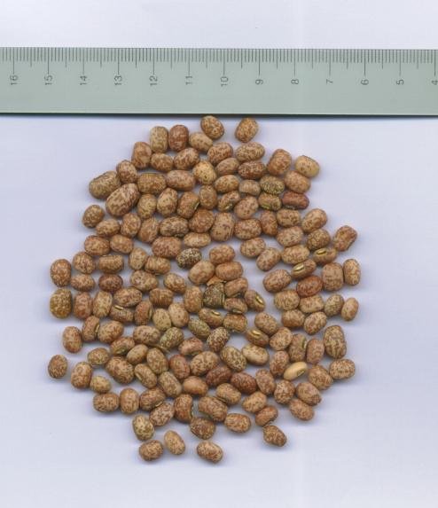 dun cow peas