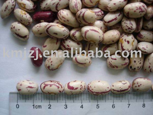 Round Light speckled kidney beans