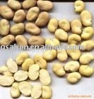 Organic Broad Beans