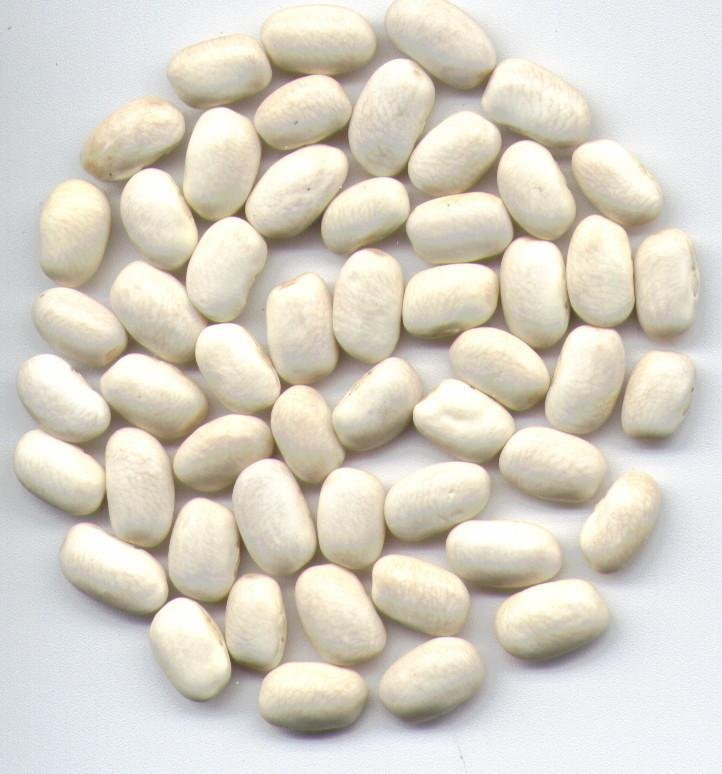 Middle white Kidney Beans round  shape