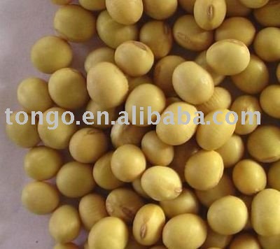 TOFU Grade Soybean with High Protein