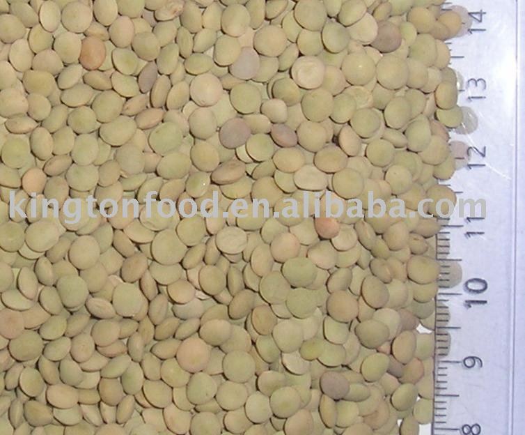 Lentil