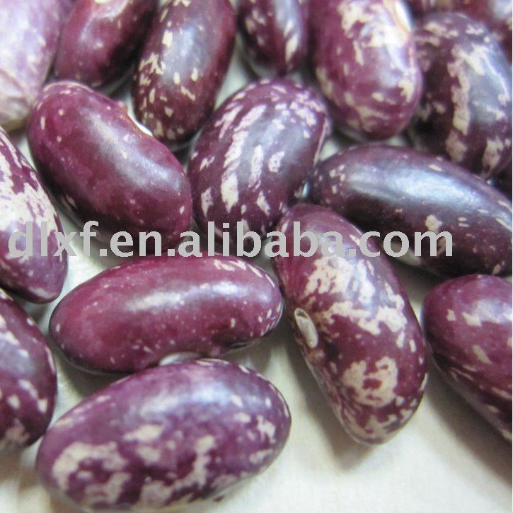 organic purple speckled kidney bean