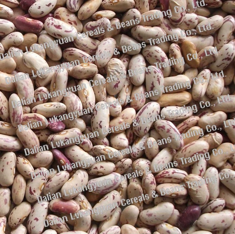 Organic pinto kidney pulses 2010 Crop