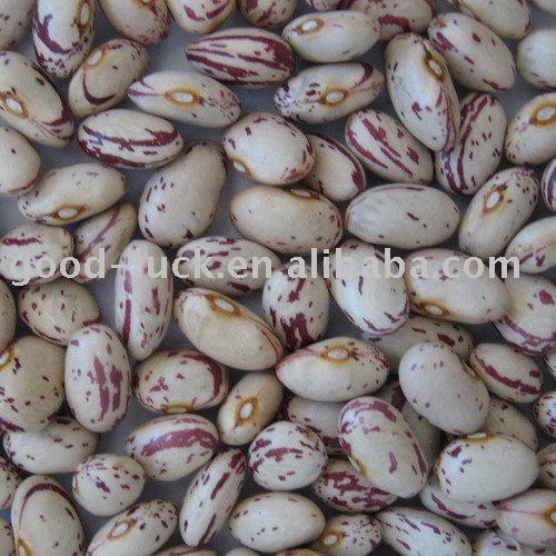 Light Speckled Kidney Bean ( American Round)