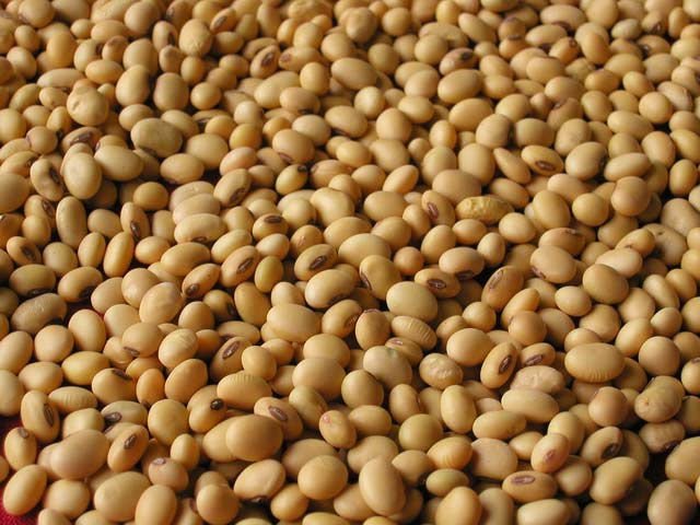 soya beans