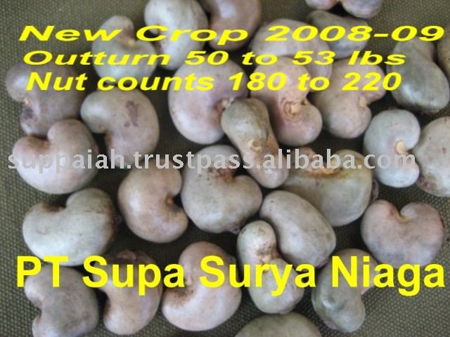 Cashew  Nuts In Shell